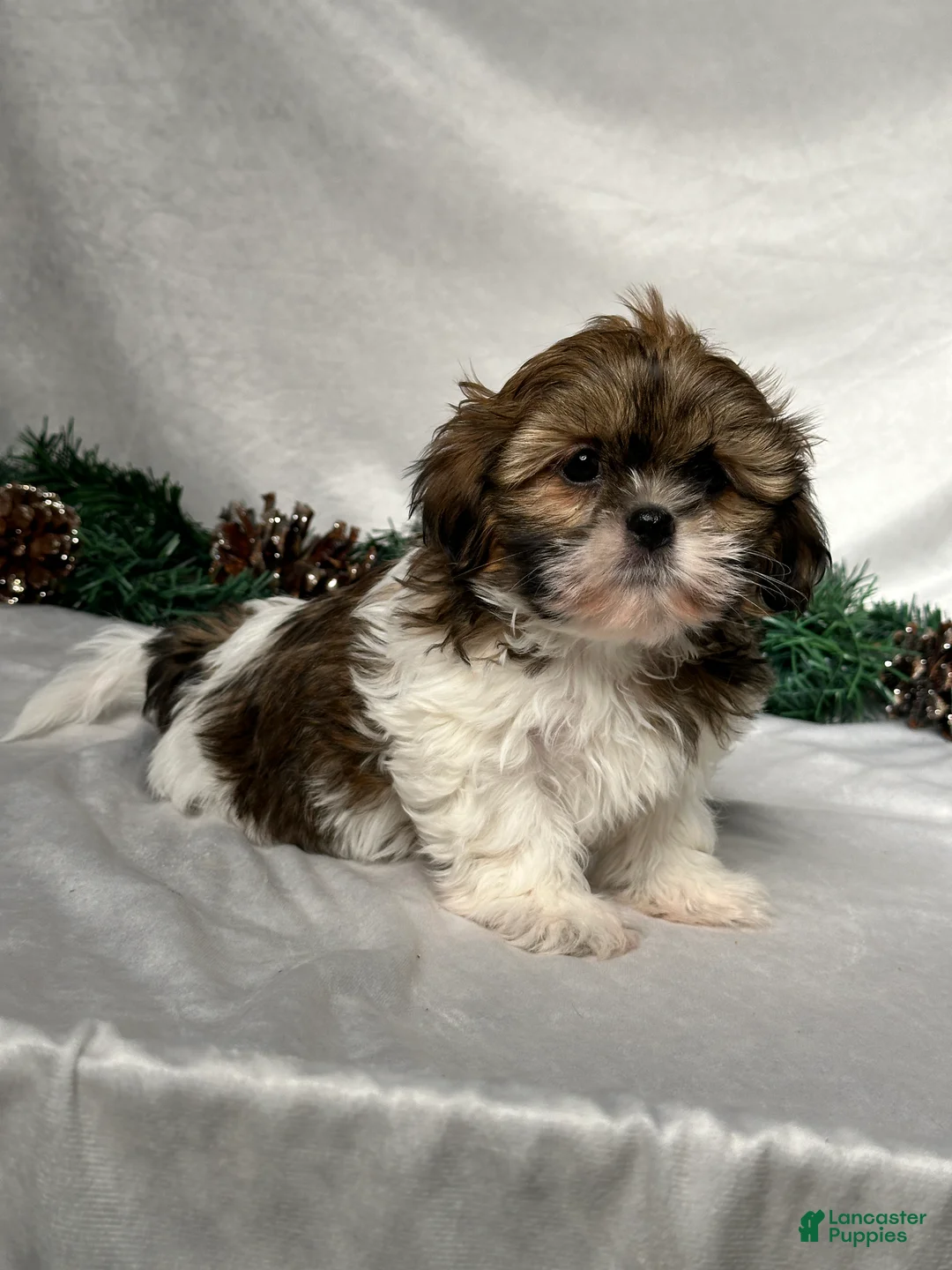 Shih Tzu dogs for sale: Oliver - Ad 3