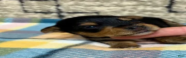 Yorkshire Terrier 5