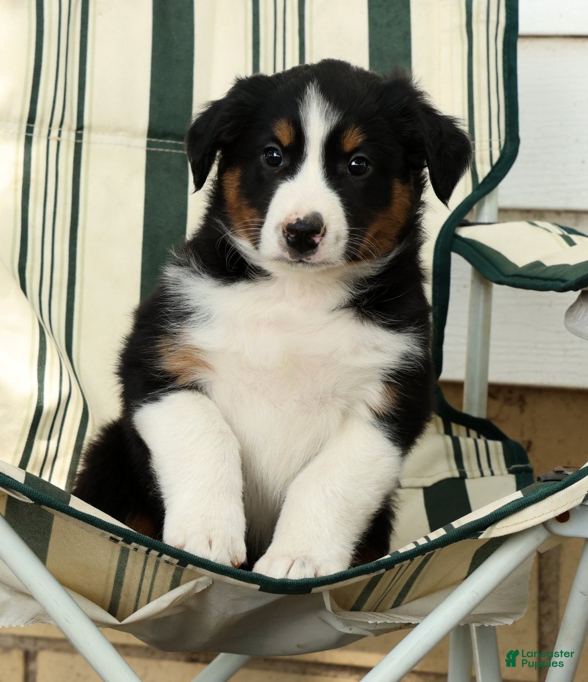Australian Shepherd dogs Midnight - Ad 2