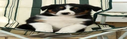 Australian Shepherd dogs for sale: Midnight - Ad 2
