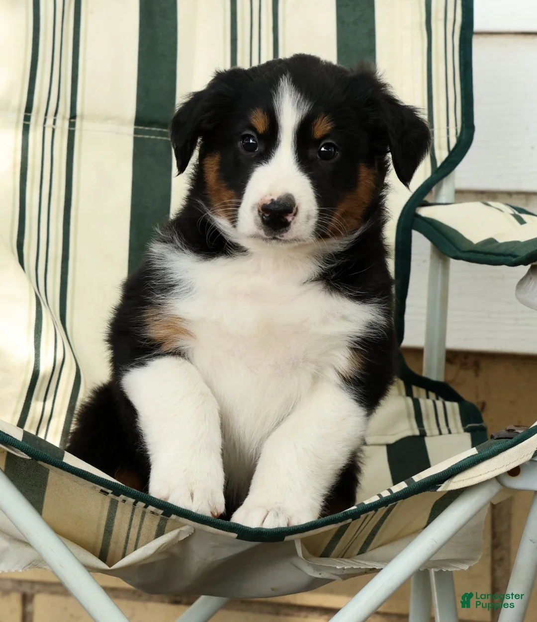 Australian Shepherd dogs for sale: Midnight - Ad 2
