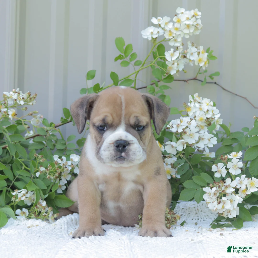 English Bulldog dogs for sale: Jinx - Ad 1