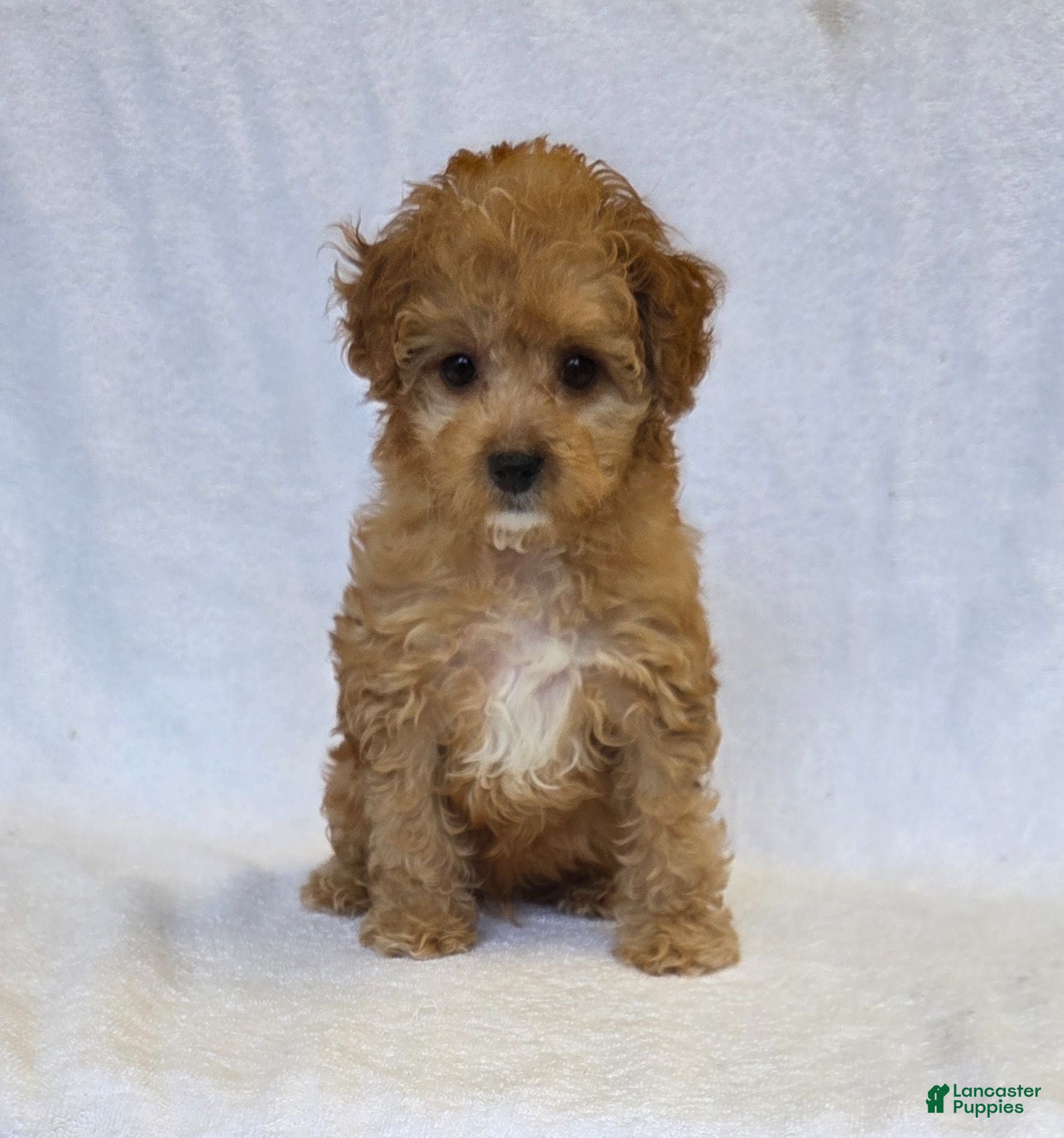 Cavapoo dogs Slate - Ad 1