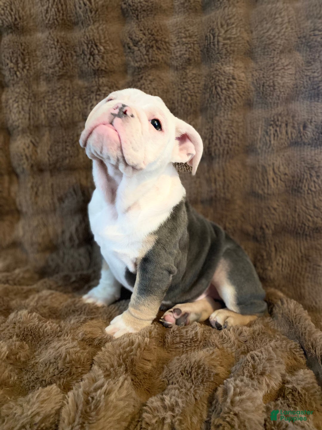 English Bulldog dogs for sale: Banksy - Ad 3