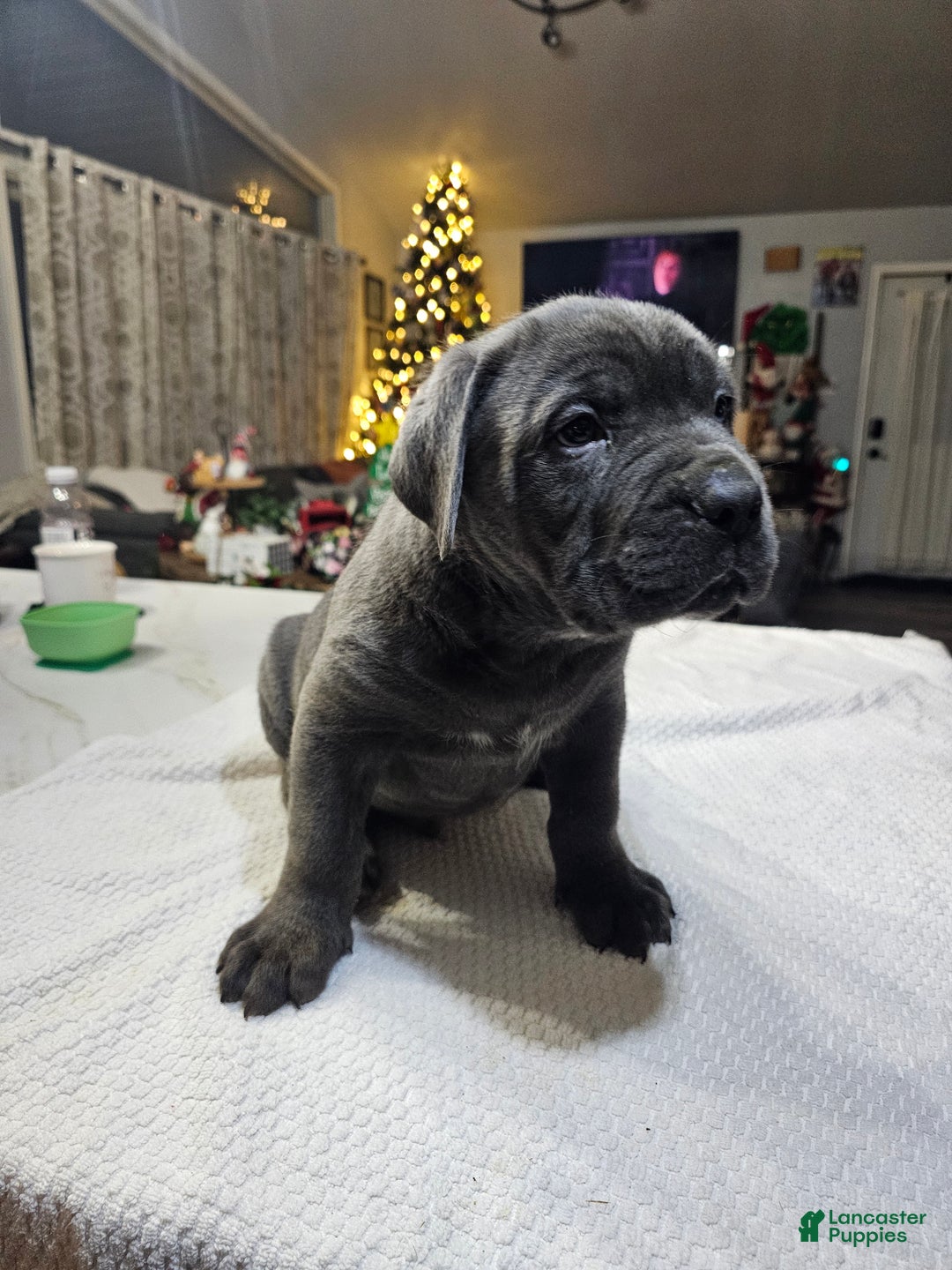 Cane Corso dogs for sale: Loki - Ad 3