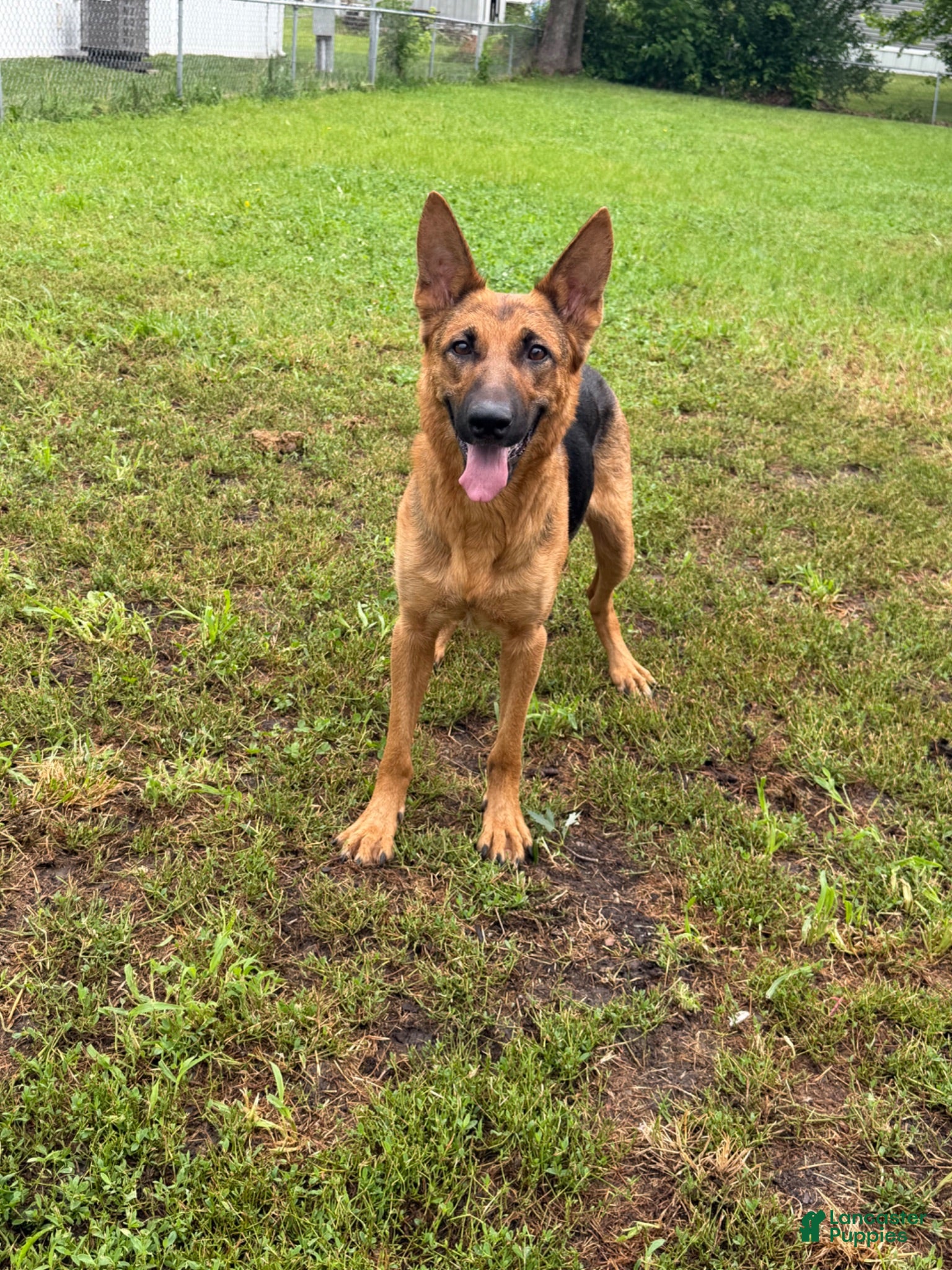 German Shepherd dogs Girl 2 - Ad 2