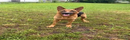 German Shepherd dogs for sale: Boy 2 - Ad 2