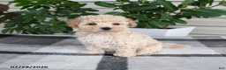Maltipoo dogs for sale: Lily - Ad 4