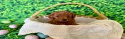 Mini Goldendoodle dogs for sale: Rose Collar  - Ad 4