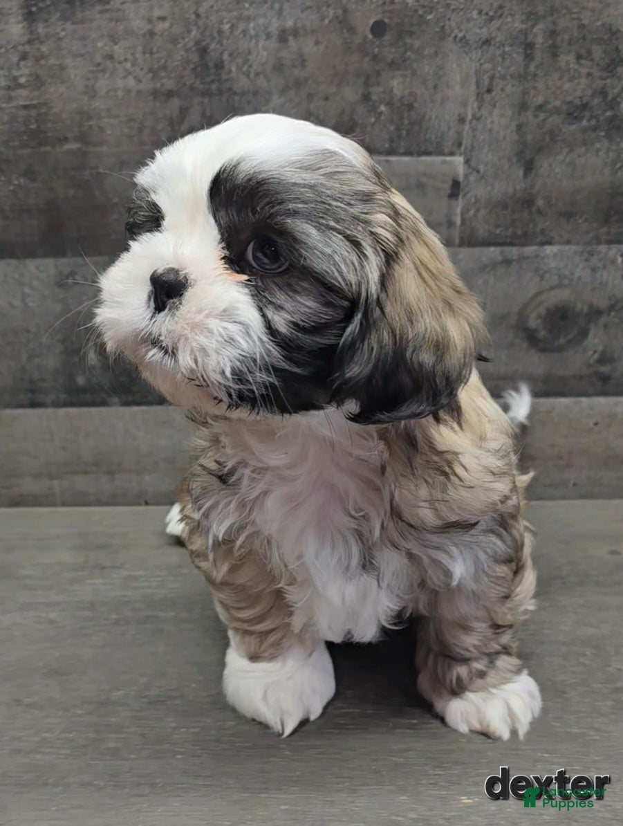 Shih Tzu dogs Dexter - Ad 22