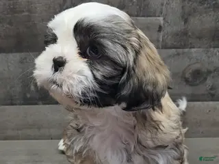 Shih Tzu dogs Dexter - Ad 25
