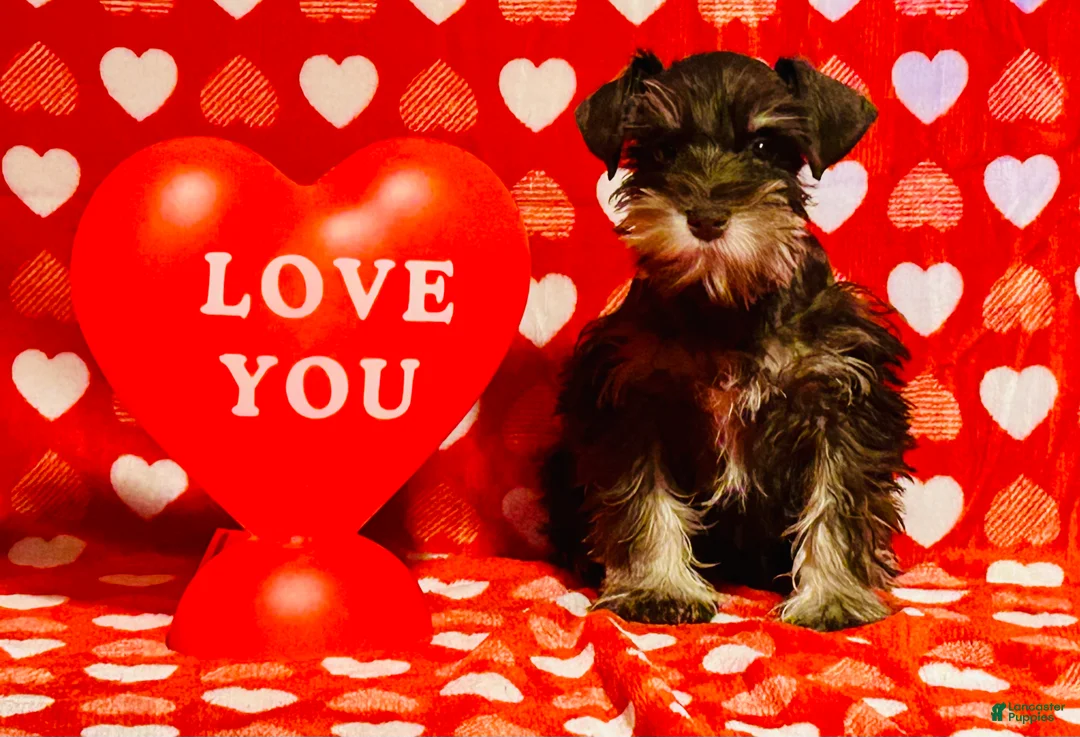 Miniature Schnauzer dogs for sale: Victor  - Ad 1