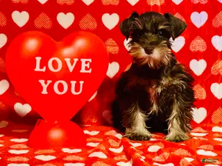 Miniature Schnauzer dogs Victor - Ad 13