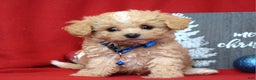 Maltipoo dogs for sale: Jax - Ad 7