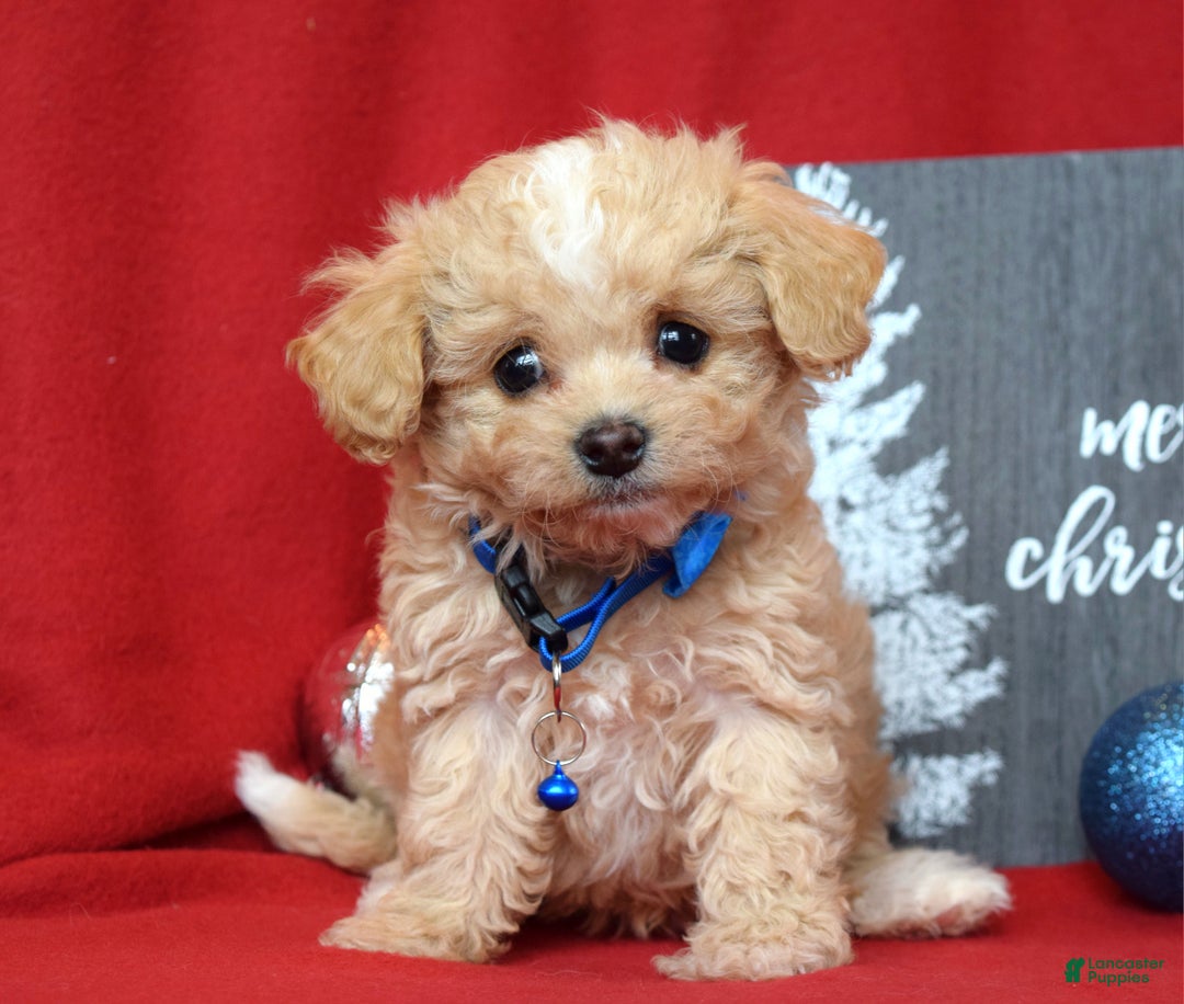 Maltipoo dogs for sale: Jax - Ad 7