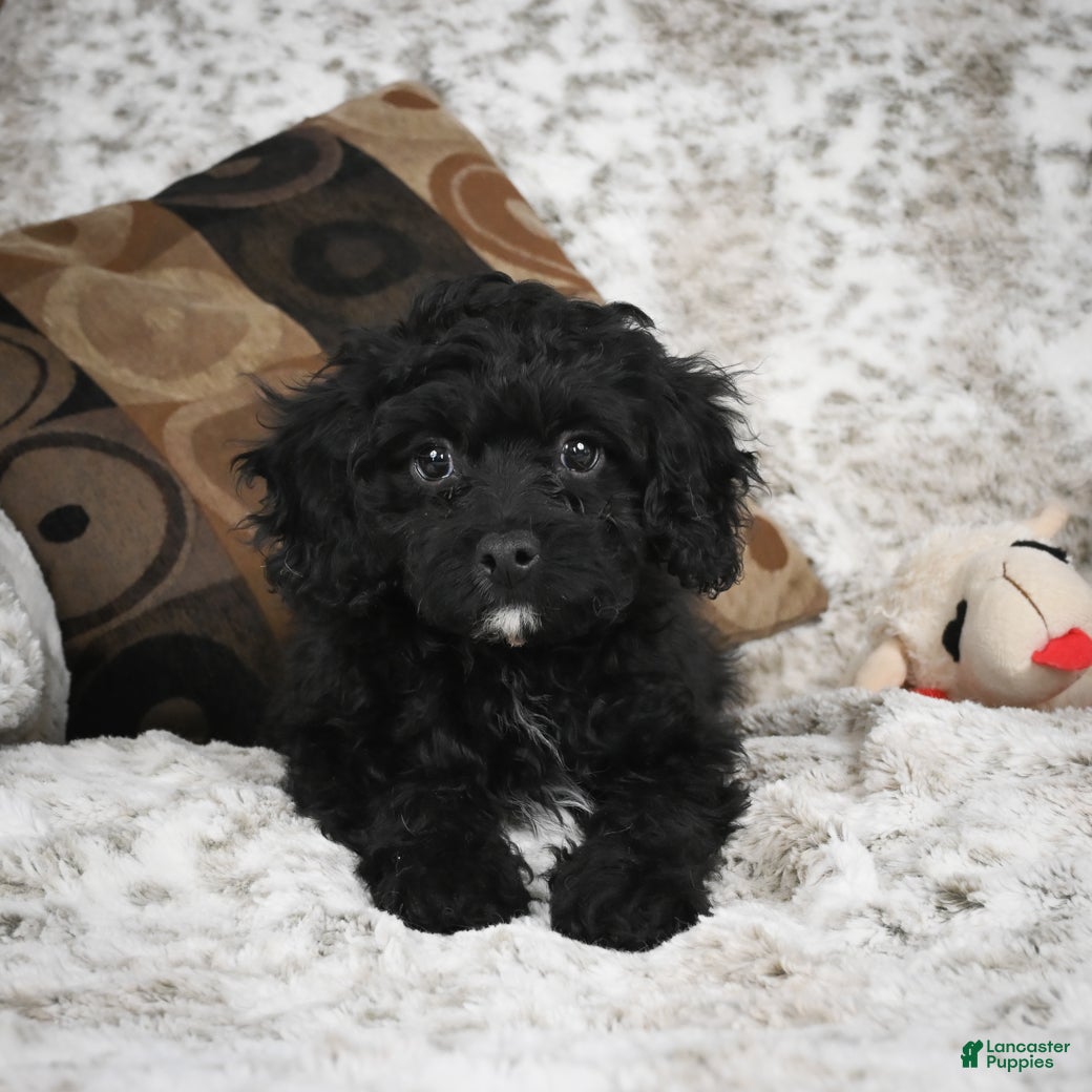 Cavapoo dogs Sam - Ad 2