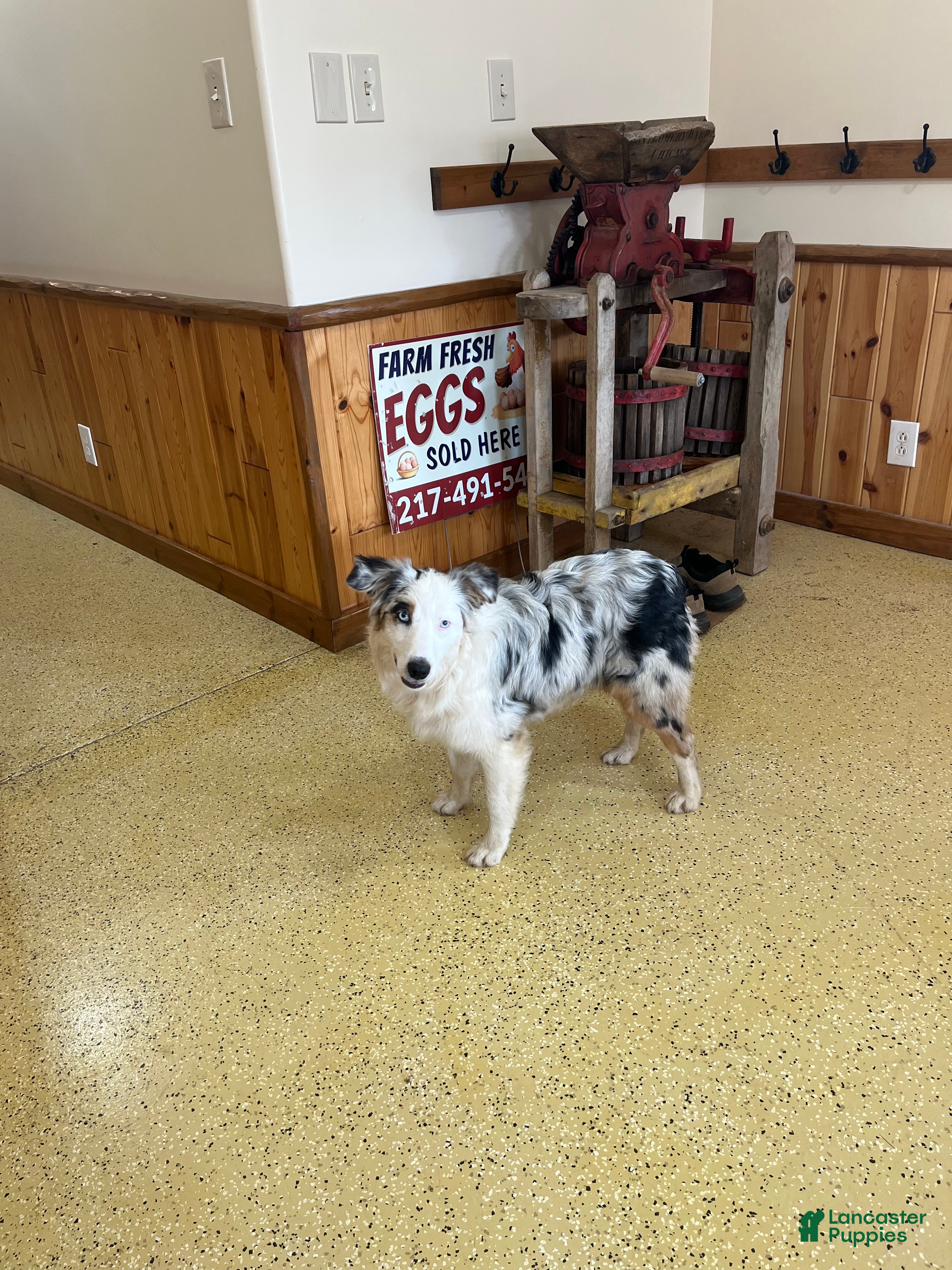 Australian Shepherd dogs Jackie - Ad 2