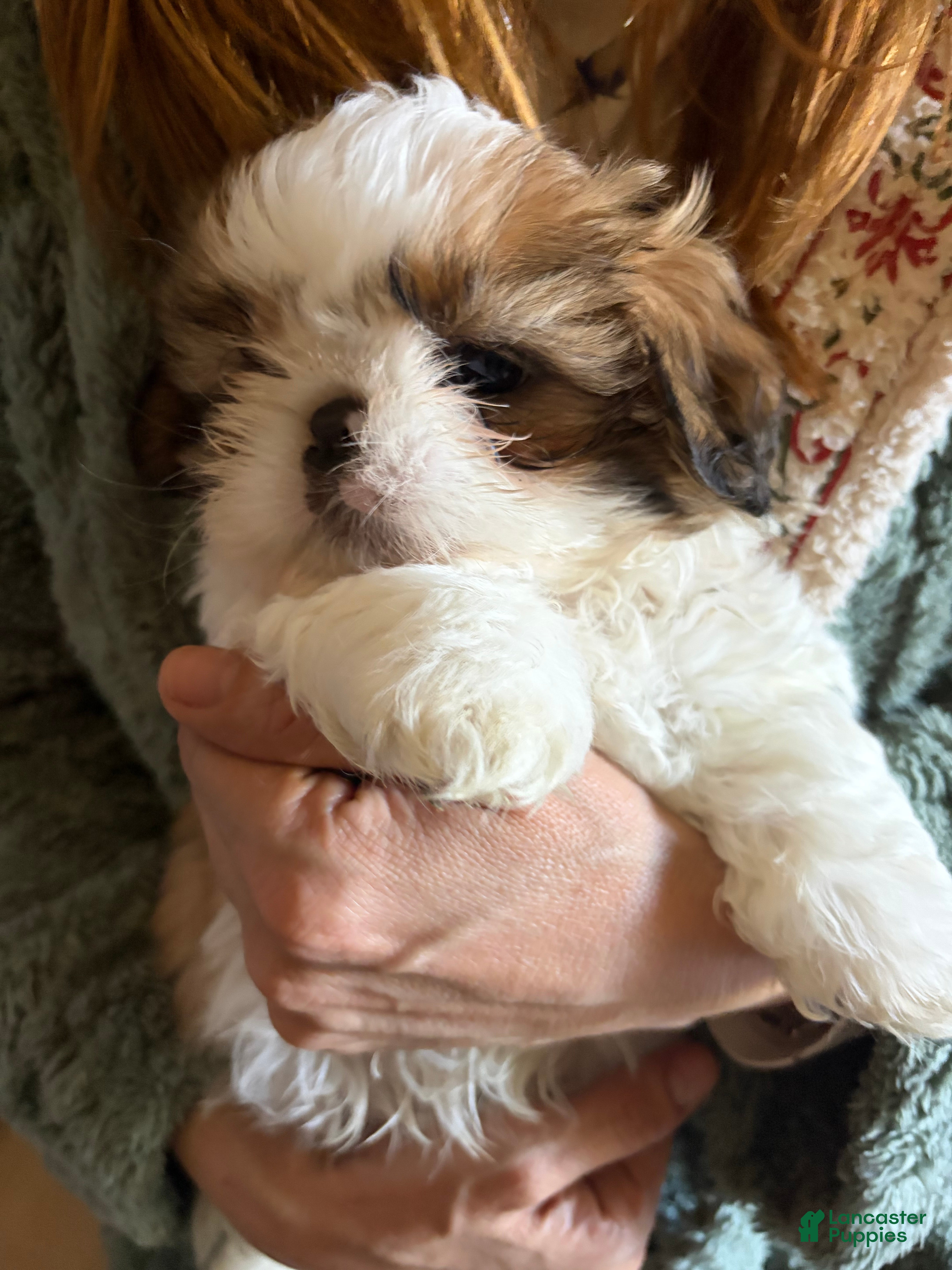 Shih Tzu dogs Shih Tzu Puppy 4 - Ad 32