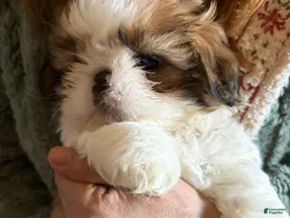 Shih Tzu dogs Shih Tzu Puppy 4 - Ad 32