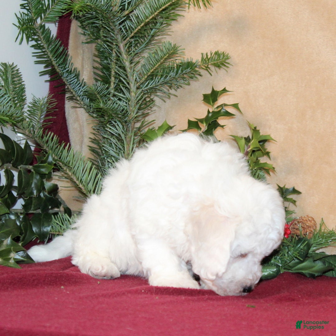 Bichon Frise dogs for sale: Douglas - Ad 3