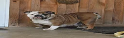 English Bulldog dogs for sale: Clea - Ad 6
