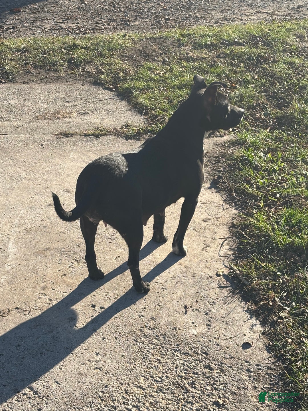 American Staffordshire Terrier dogs for sale: American Staffordshire Terrier Puppy 3 - Ad 4