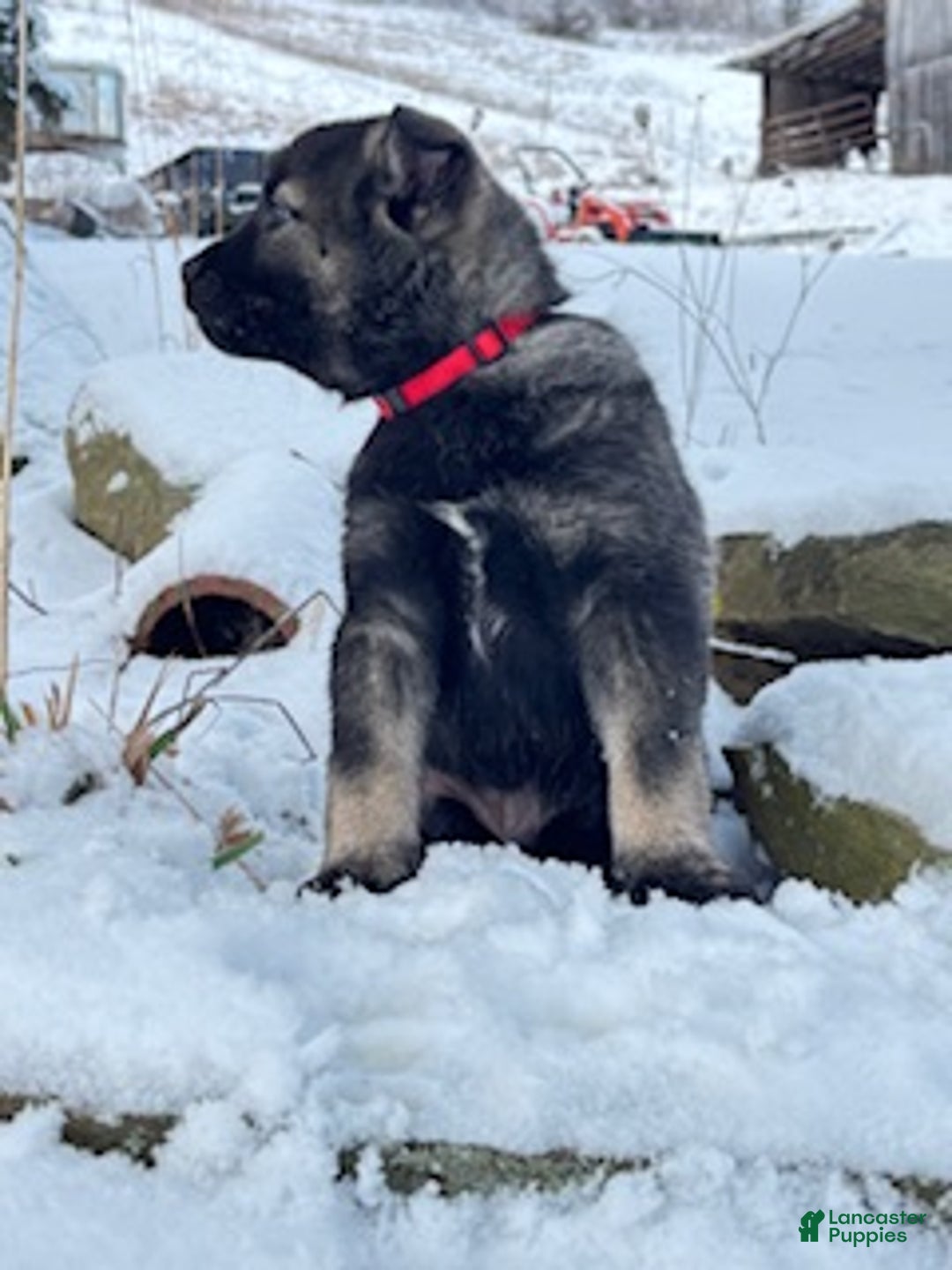 Norwegian Elkhound dogs for sale: Red Ryder - Ad 4