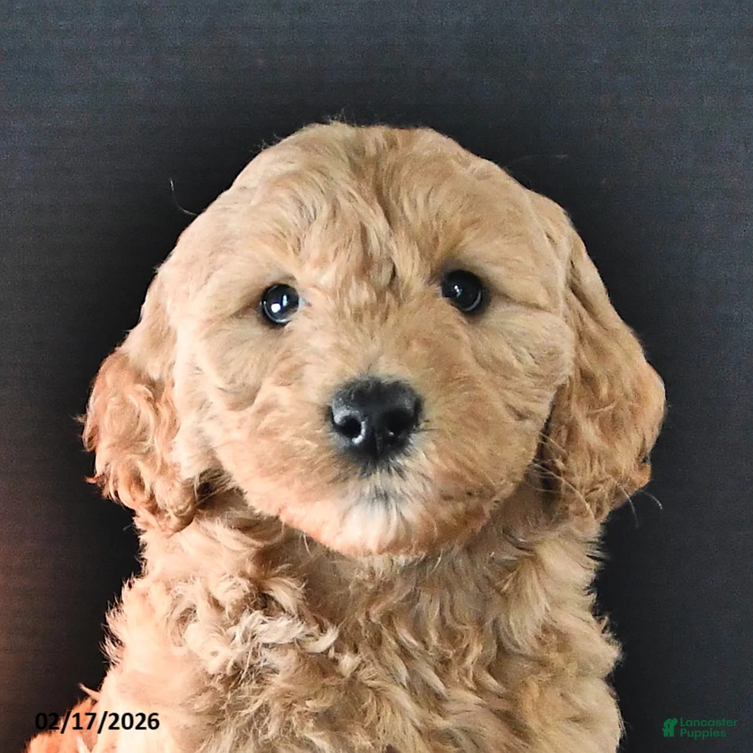 Mini Goldendoodle dogs for sale: Addy  - Ad 4