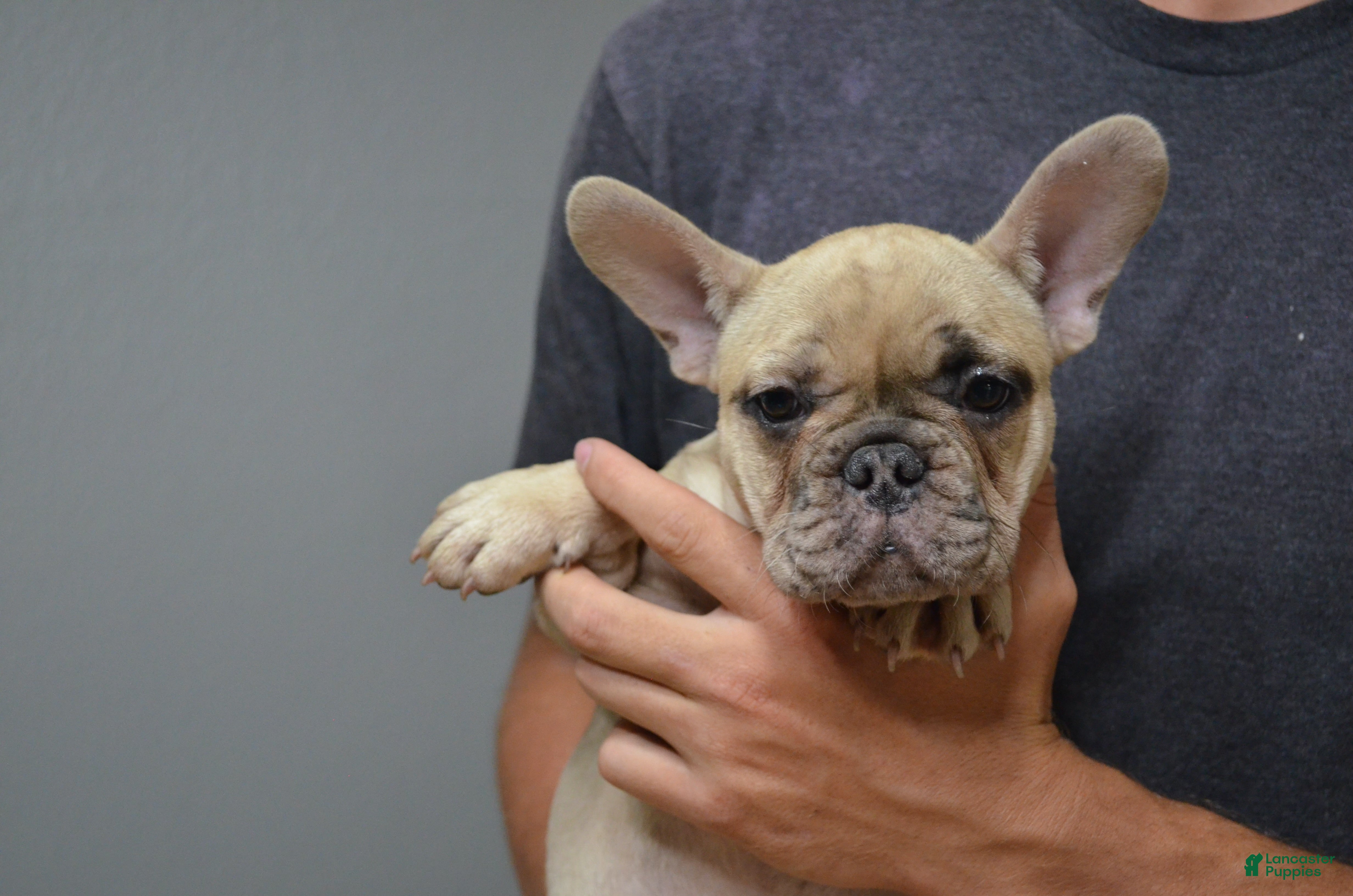 French Bulldog dogs for sale: Ocean - Ad 2
