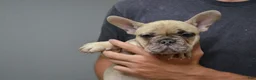 French Bulldog dogs for sale: Ocean - Ad 1
