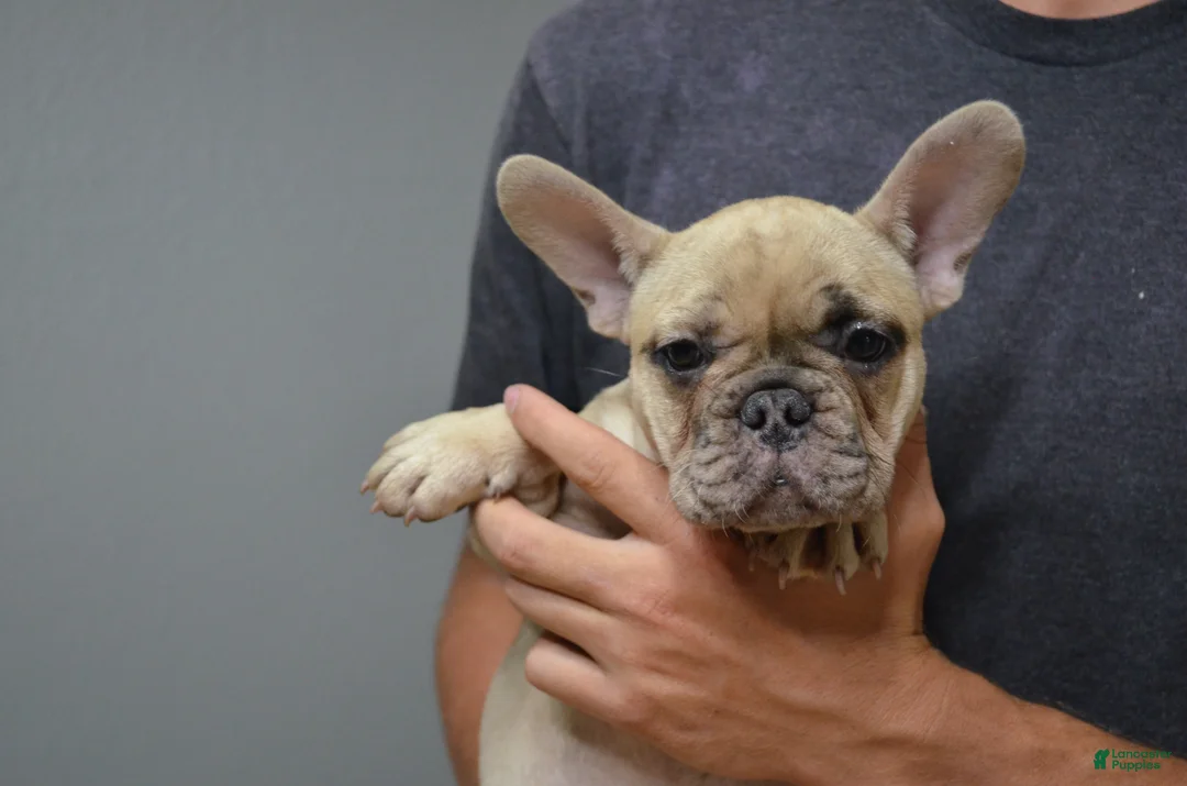 French Bulldog dogs for sale: Ocean - Ad 1