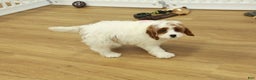 Cavapoo dogs for sale: Madelyn - Ad 10