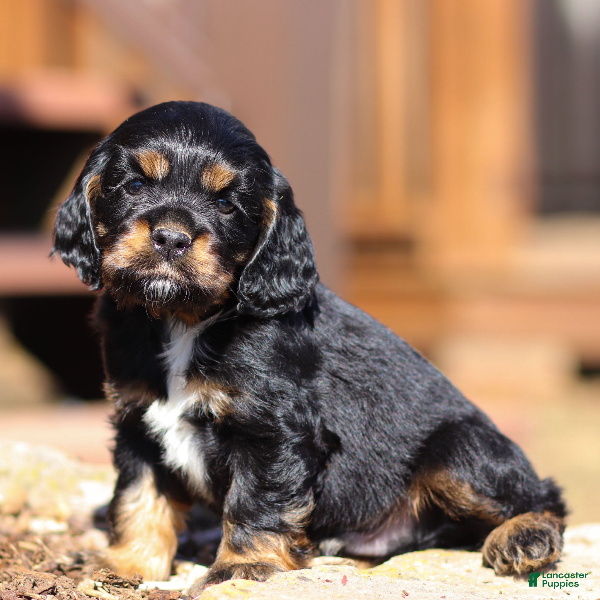Cocker Spaniel dogs Jasper Cocker Spaniel Puppy  - Ad 2