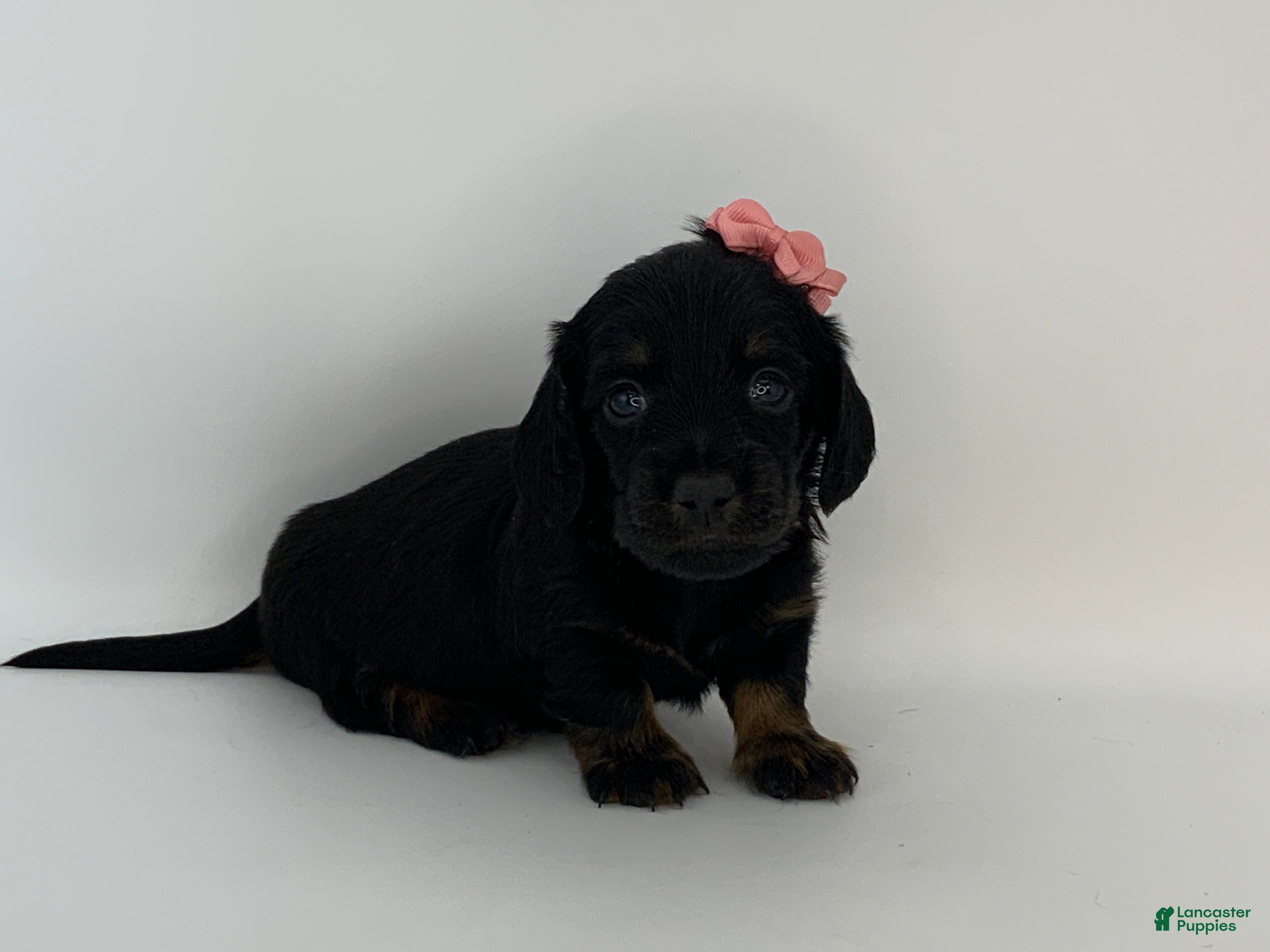 Miniature Dachshund dogs Kayle - Ad 2