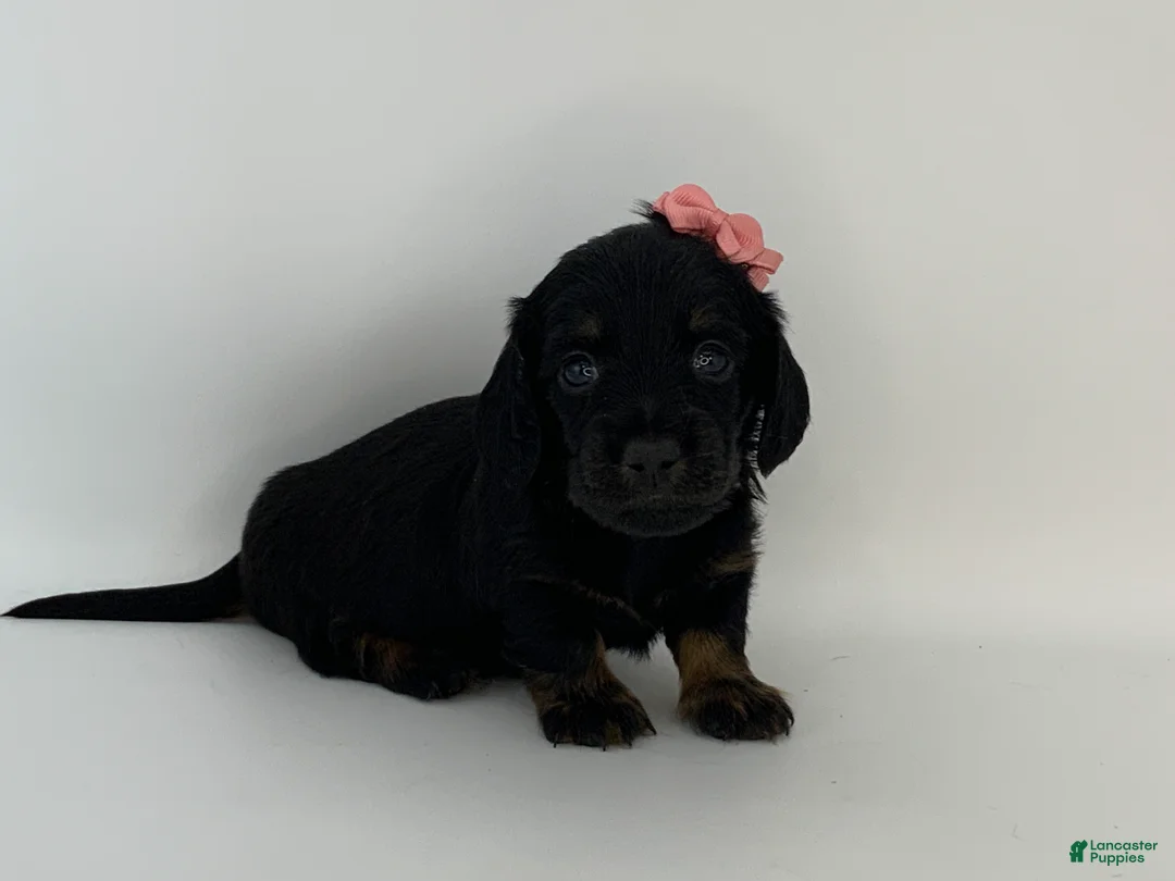 Miniature Dachshund dogs for sale: Kayle - Ad 2