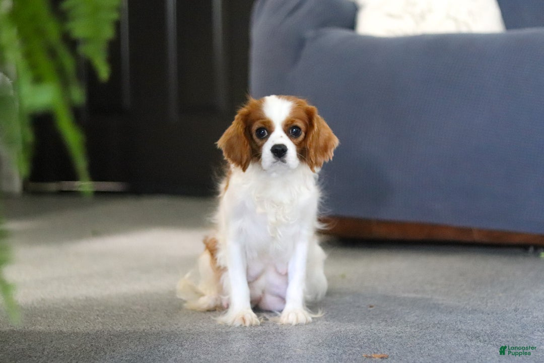 Cavapoo dogs for sale: Holly - Ad 10