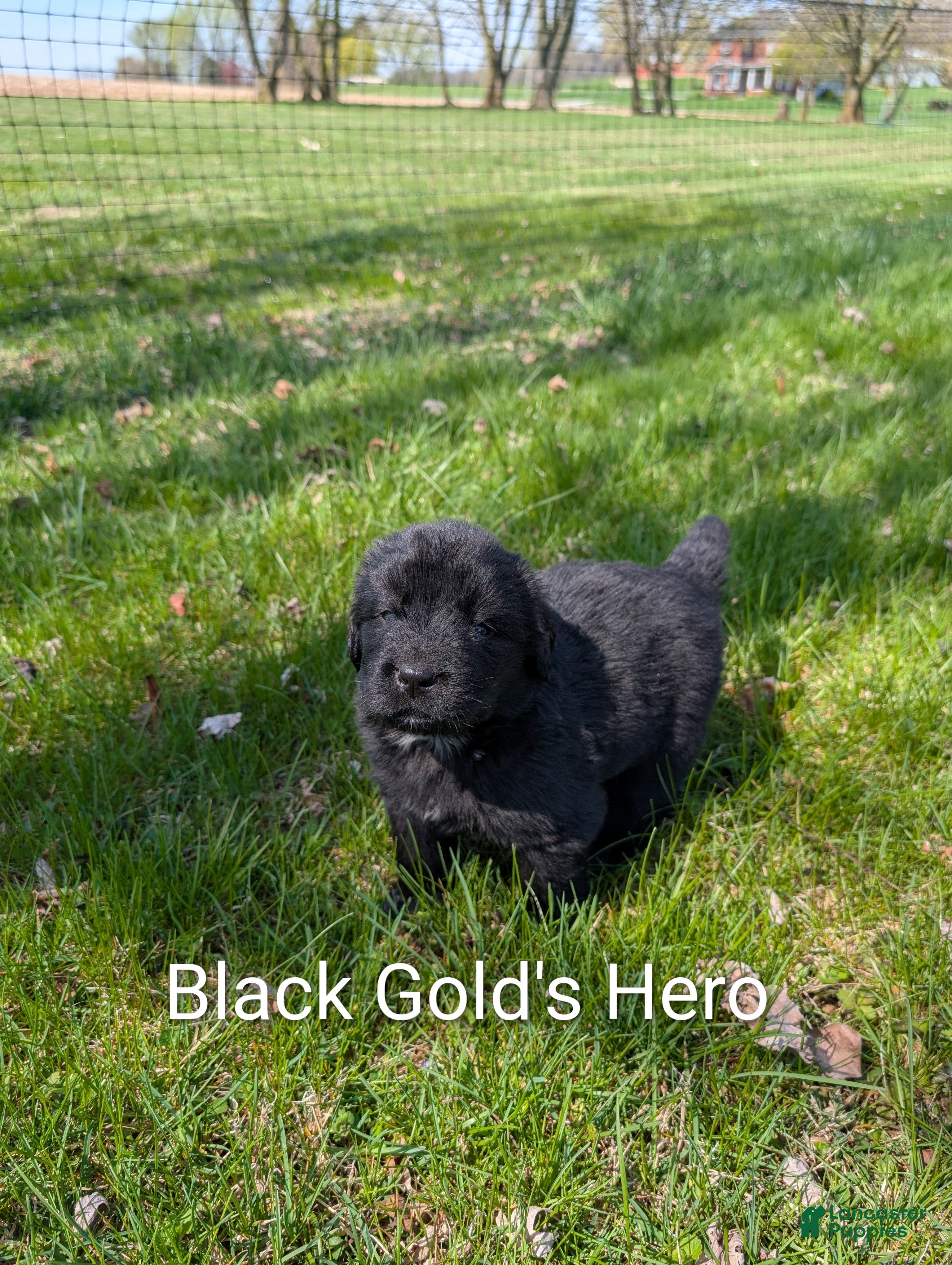 Newfoundland dogs Hero - Ad 4