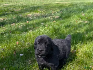 Newfoundland dogs Hero - Ad 4