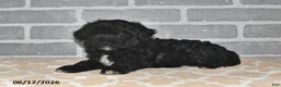 Maltipoo dogs for sale: Maggie - Ad 4