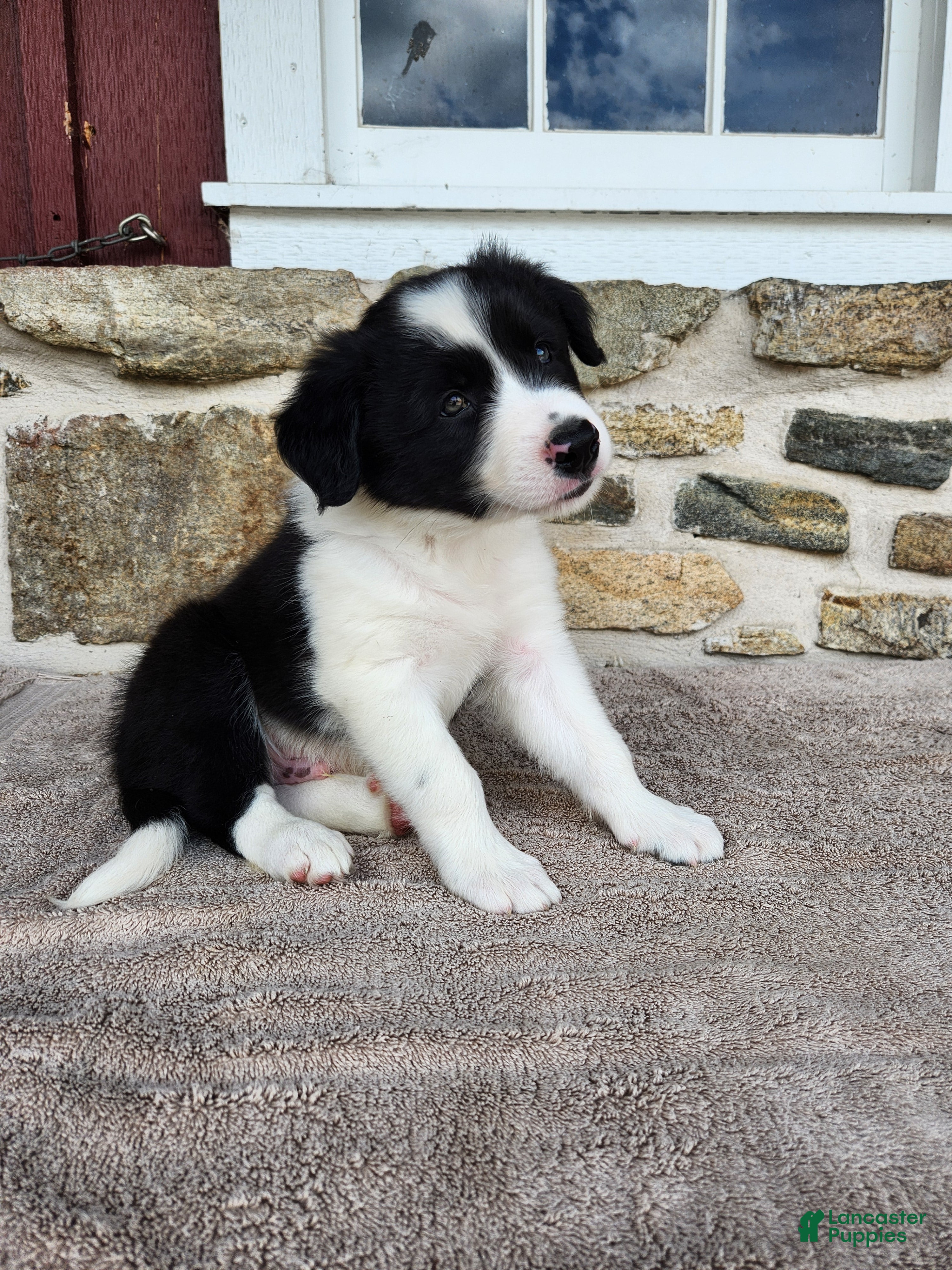 Border Collie dogs Willie - Pure Breed Border Collie - Ad 1