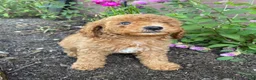 Miniature Poodle dogs for sale: Bella - Ad 5