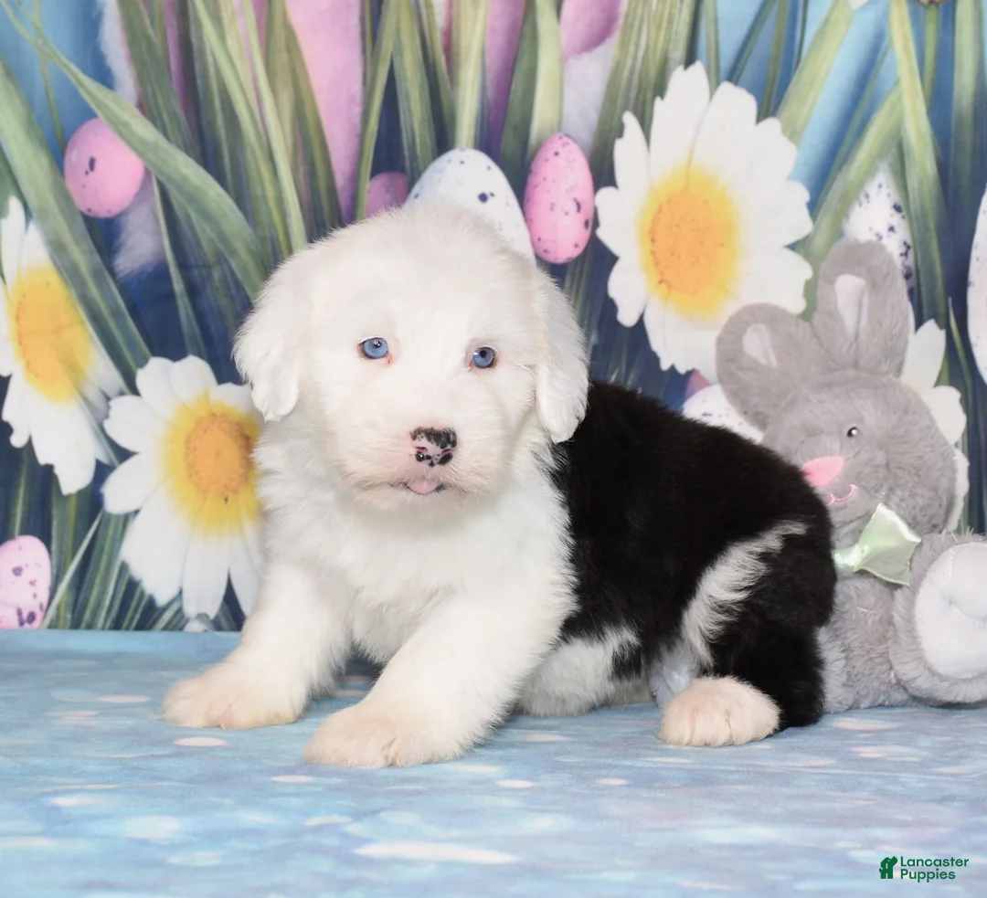 Old English Sheepdog dogs for sale: Traci - 2 blue eyes - Ad 3