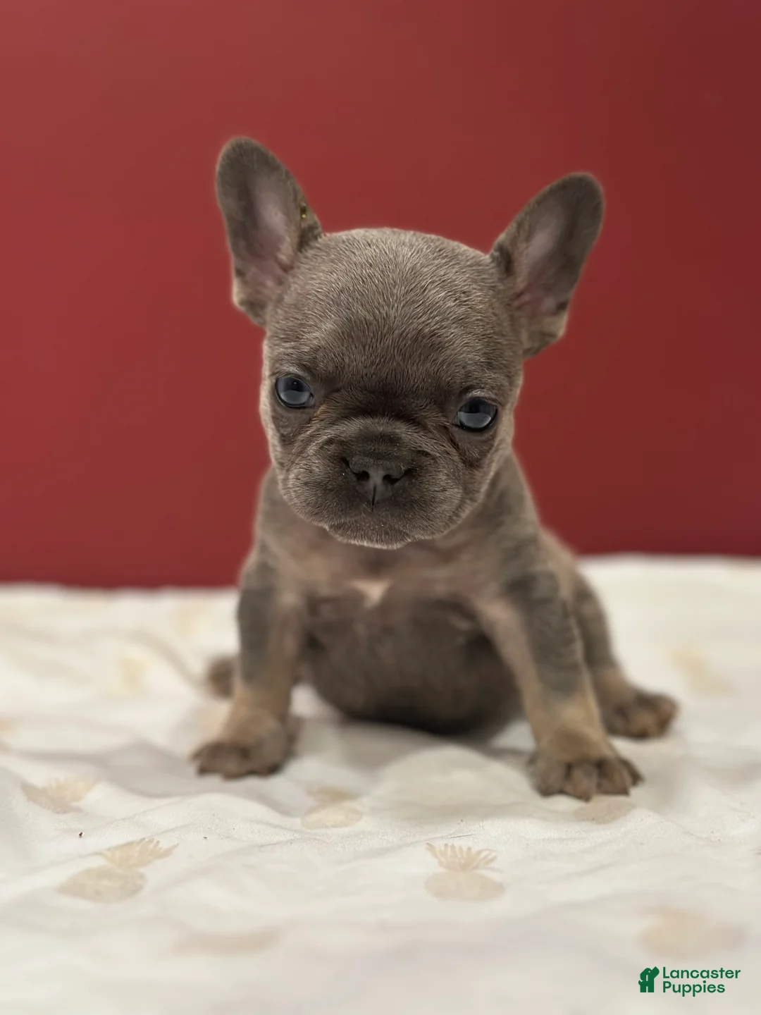 French Bulldog dogs for sale: Munchkin - Ad 6