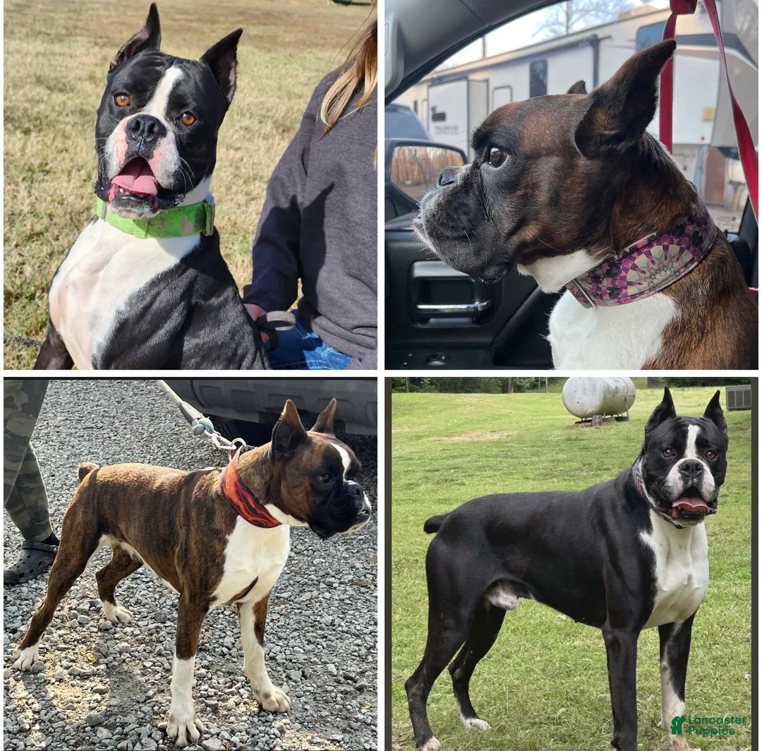 Boxer dogs for sale: Boxer Puppy 1 - Ad 4