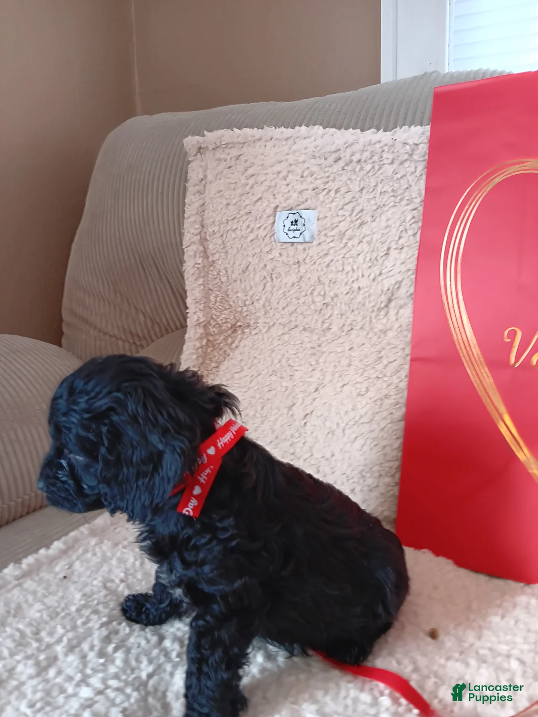Cavapoo dogs for sale: Cavapoo Puppy 1 - Ad 3