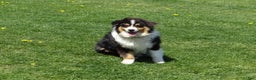 Miniature Australian Shepherd dogs for sale: Barney - Ad 10