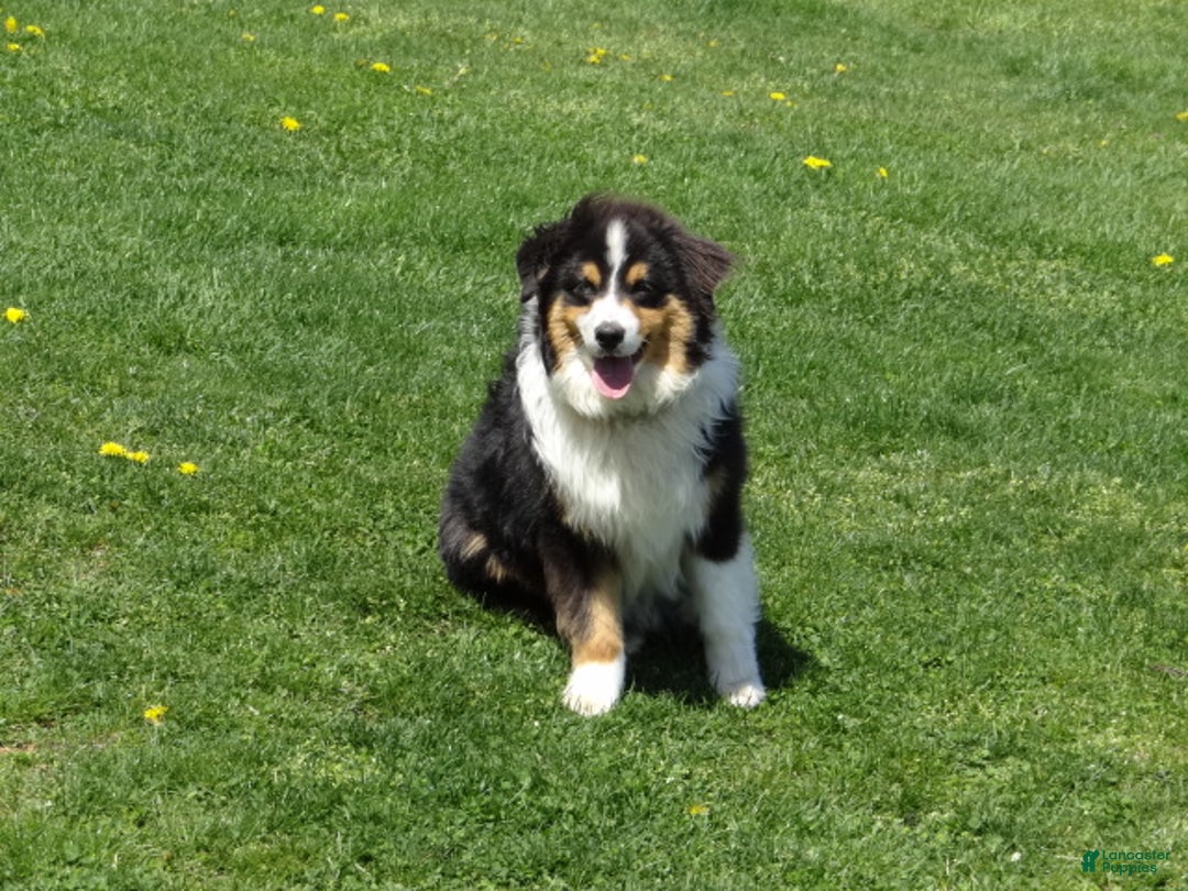 Miniature Australian Shepherd dogs for sale: Barney - Ad 10