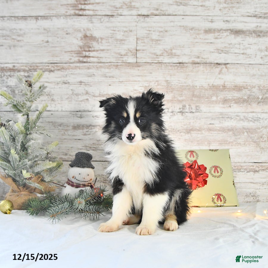 Miniature Australian Shepherd dogs Tundra - Ad 5