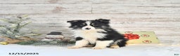 Miniature Australian Shepherd dogs for sale: Tundra - Ad 1