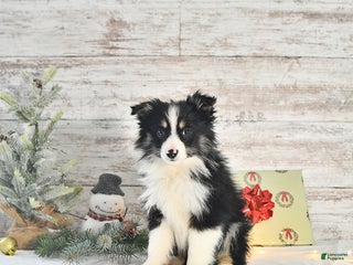 Miniature Australian Shepherd dogs Tundra - Ad 11